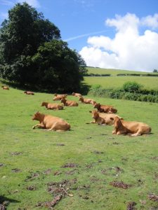 Cattle at Three Oaks