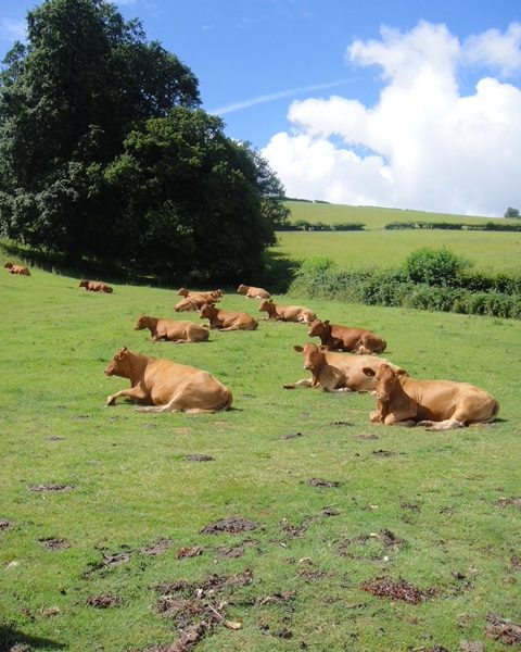Cattle at Three Oaks